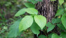 How to Get Rid of Poison Ivy Naturally