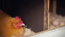 7 Chicken Coop Bedding Material Options