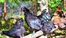 Black Chickens: Popular & Perfect for Spooky Season