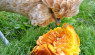 Warm Squash and Oatmeal for Chickens in Cold Weather