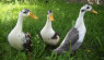 Raising Ducks for Eggs: 6 Best Breeds