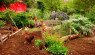 Gardening With Chickens: How Free-Ranging Benefits Soil