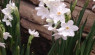 How to Force Paperwhites To Bloom in Winter