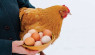 How to Prevent Frozen Chicken Eggs in Cold Weather