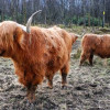 are scottish highland cattle friendly