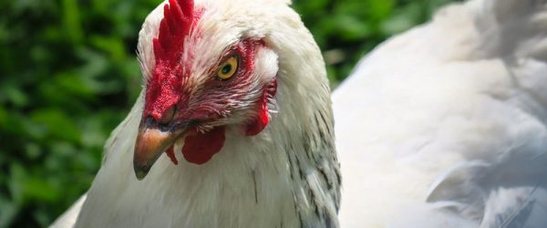 The Truth About Chickens & Cannibalism