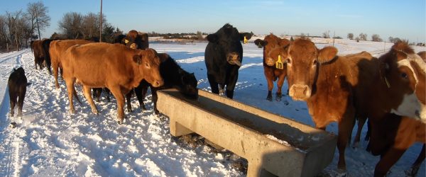 Cold Weather Care For Your Farm’s Livestock