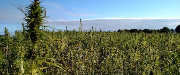 New to Hemp? Beware Bad Actors When Securing Seed