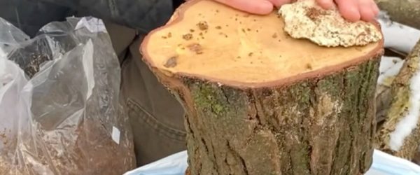 Video: How to Grow Lion’s Mane Mushrooms Using the ‘Totem’ Method